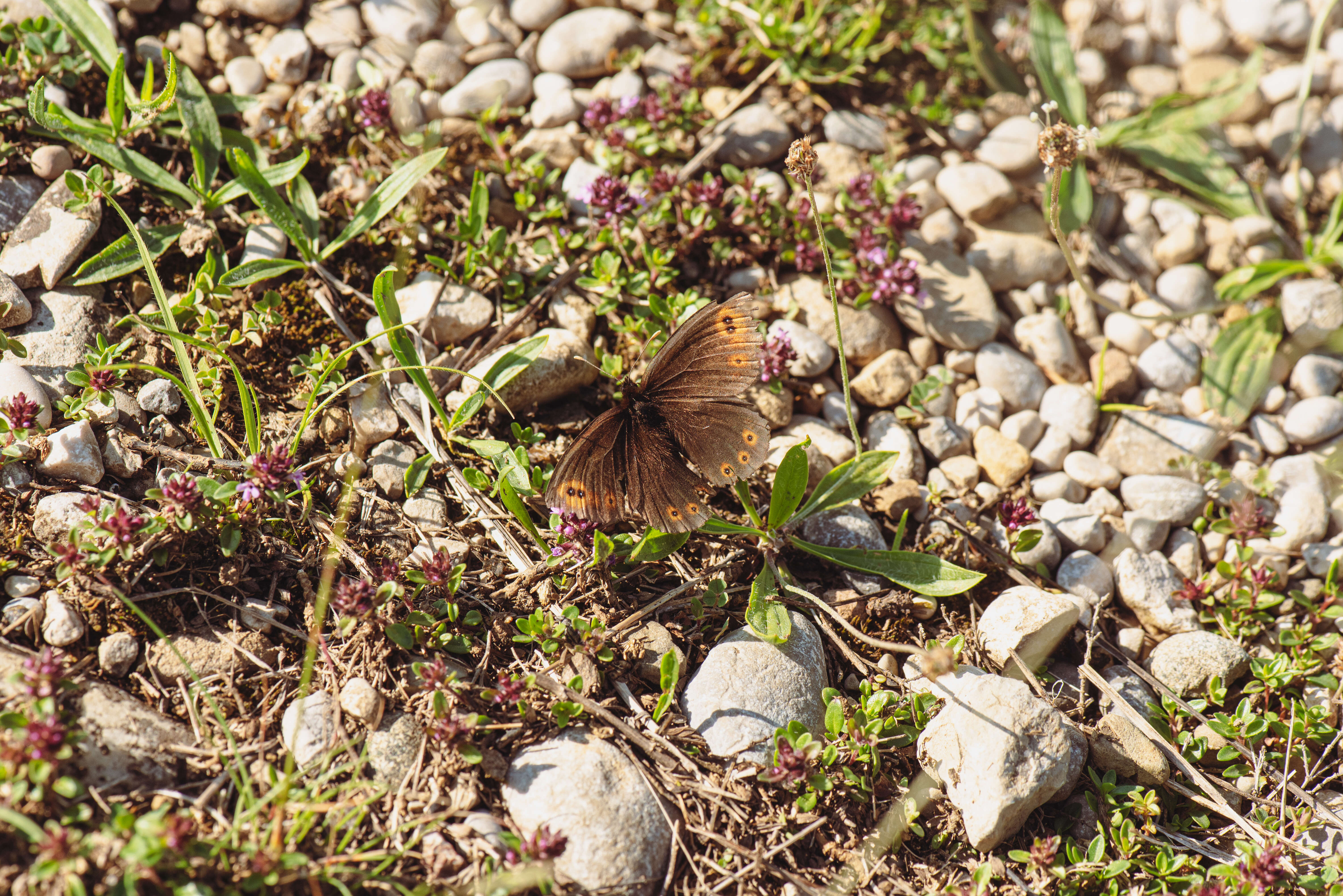 Image of woodland ringlet