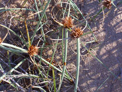 Image de Cyperus capitatus Vand.