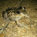 Image of Iberian Spadefoot Toad
