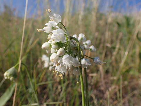 Image of Lady's leek