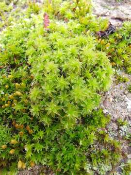 Image of great hairy screw-moss