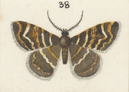 Image of Notoreas mechanitis Meyrick 1883