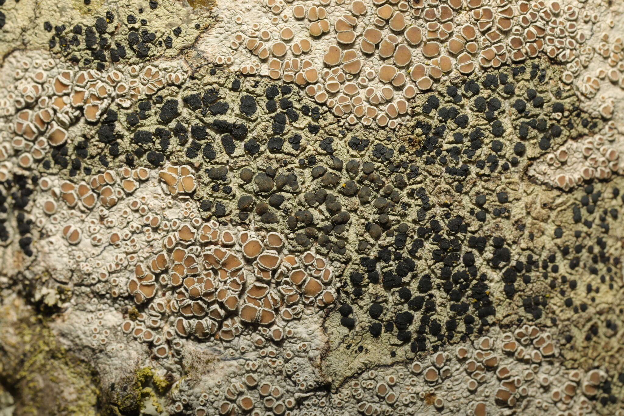 Image of lecidella lichen