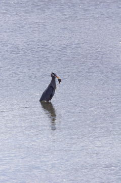 18.https www inaturalist org photos 3251943.580x360