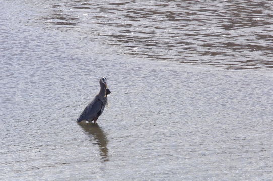 18.https www inaturalist org photos 3251944.580x360