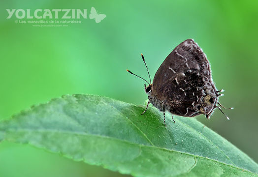 Image of Black Hairstreak