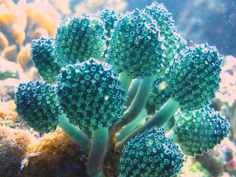 Image of Lollypop tunicate