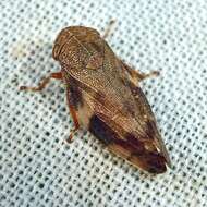 Image of European Alder Spittlebug