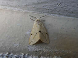 Spilosoma lutea Hüfnagel 1766 resmi