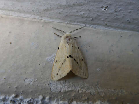 Image of Spilosoma lutea Hüfnagel 1766