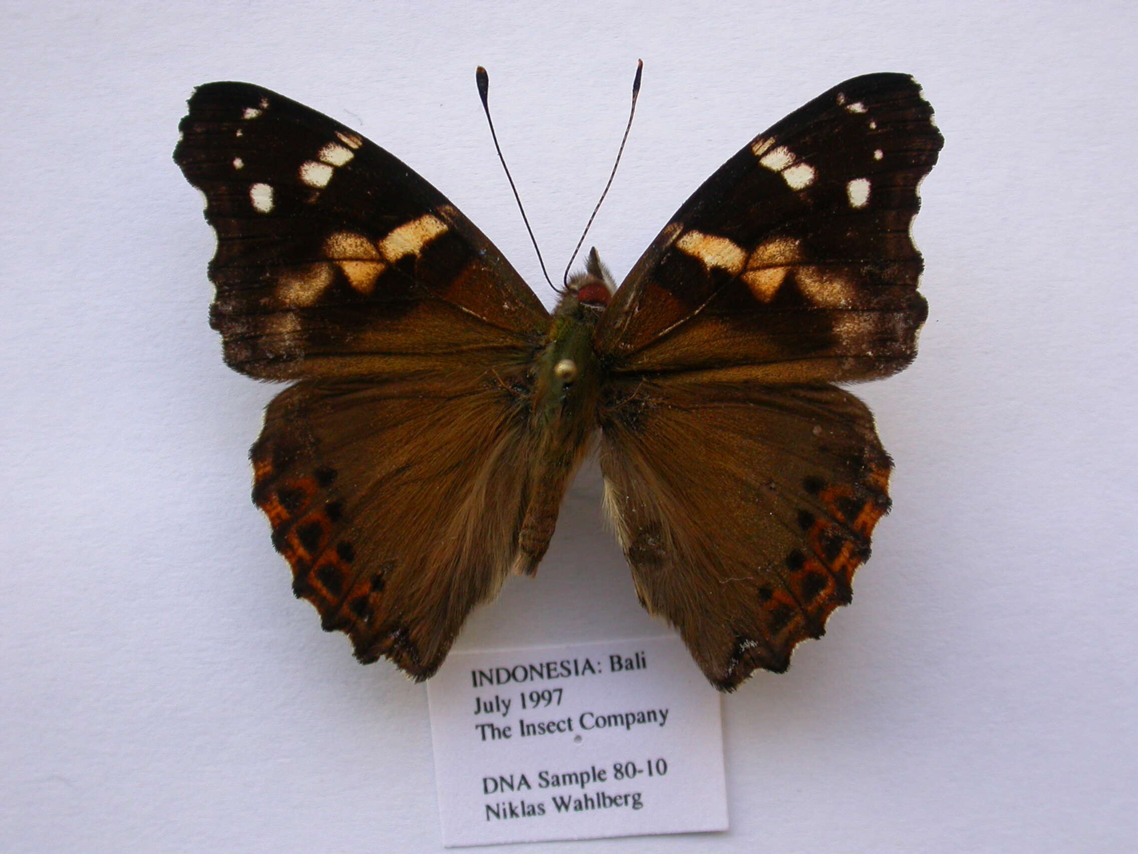 Image of Vanessa dejeanii