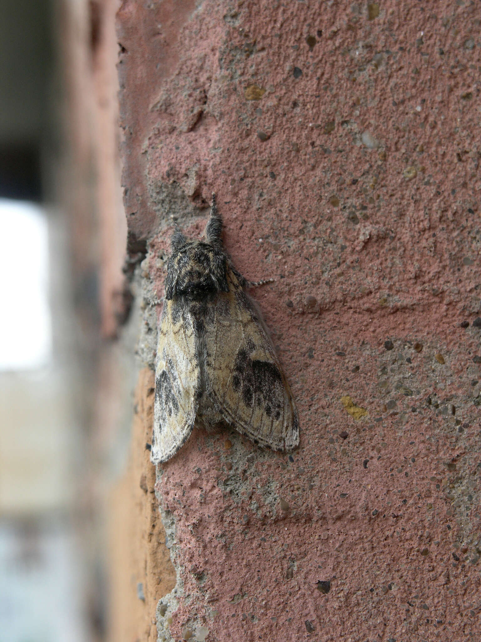 Notodonta tritophus resmi