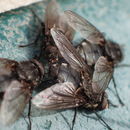 Image of Vagabund cluster fly