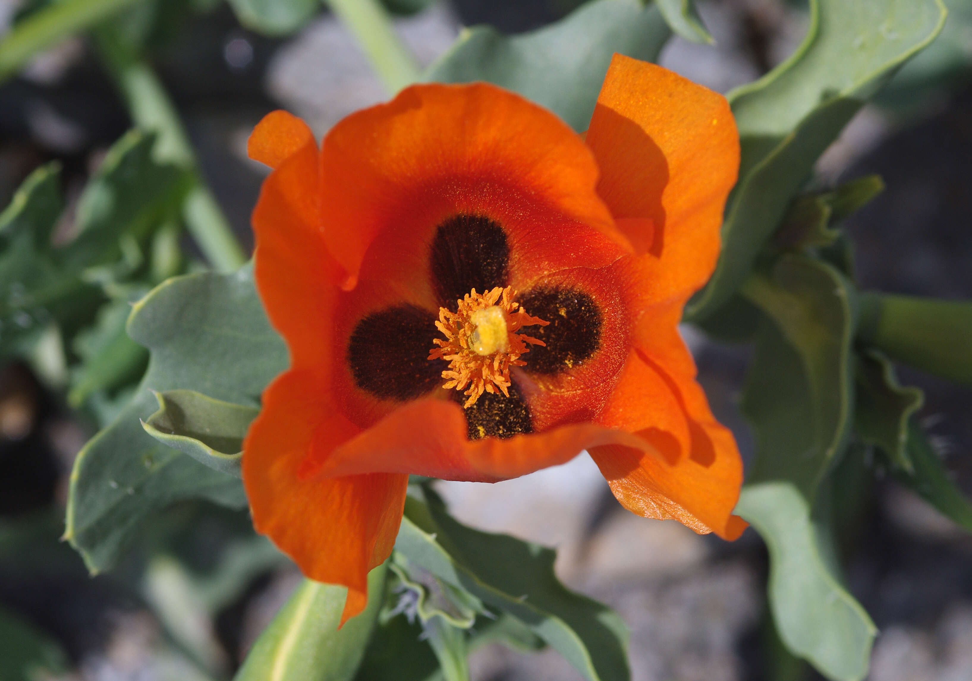 Image of Glaucium grandiflorum Boiss. & Huet