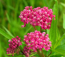 Imagem de Asclepias incarnata L.