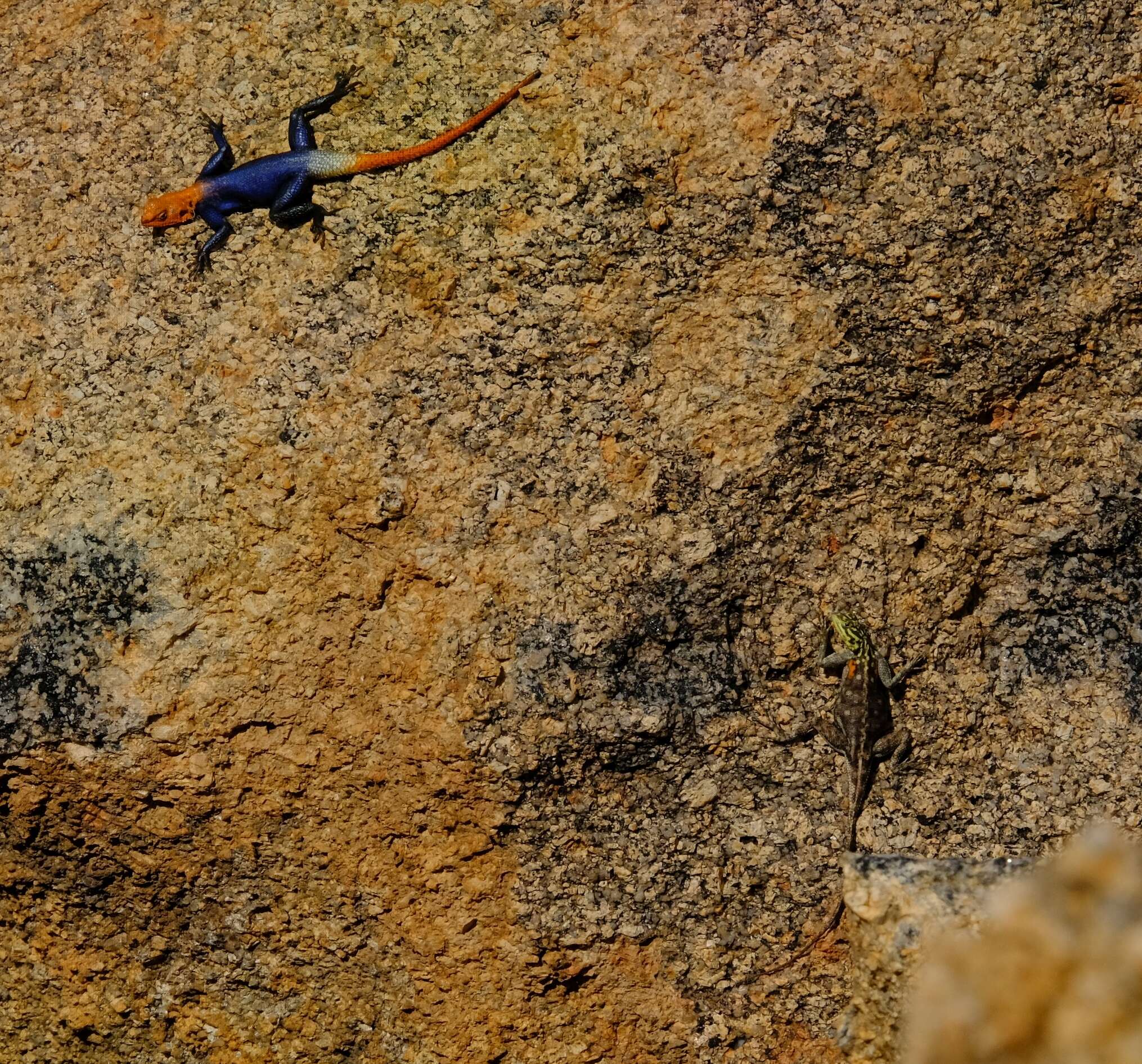 Слика од Agama planiceps Peters 1862