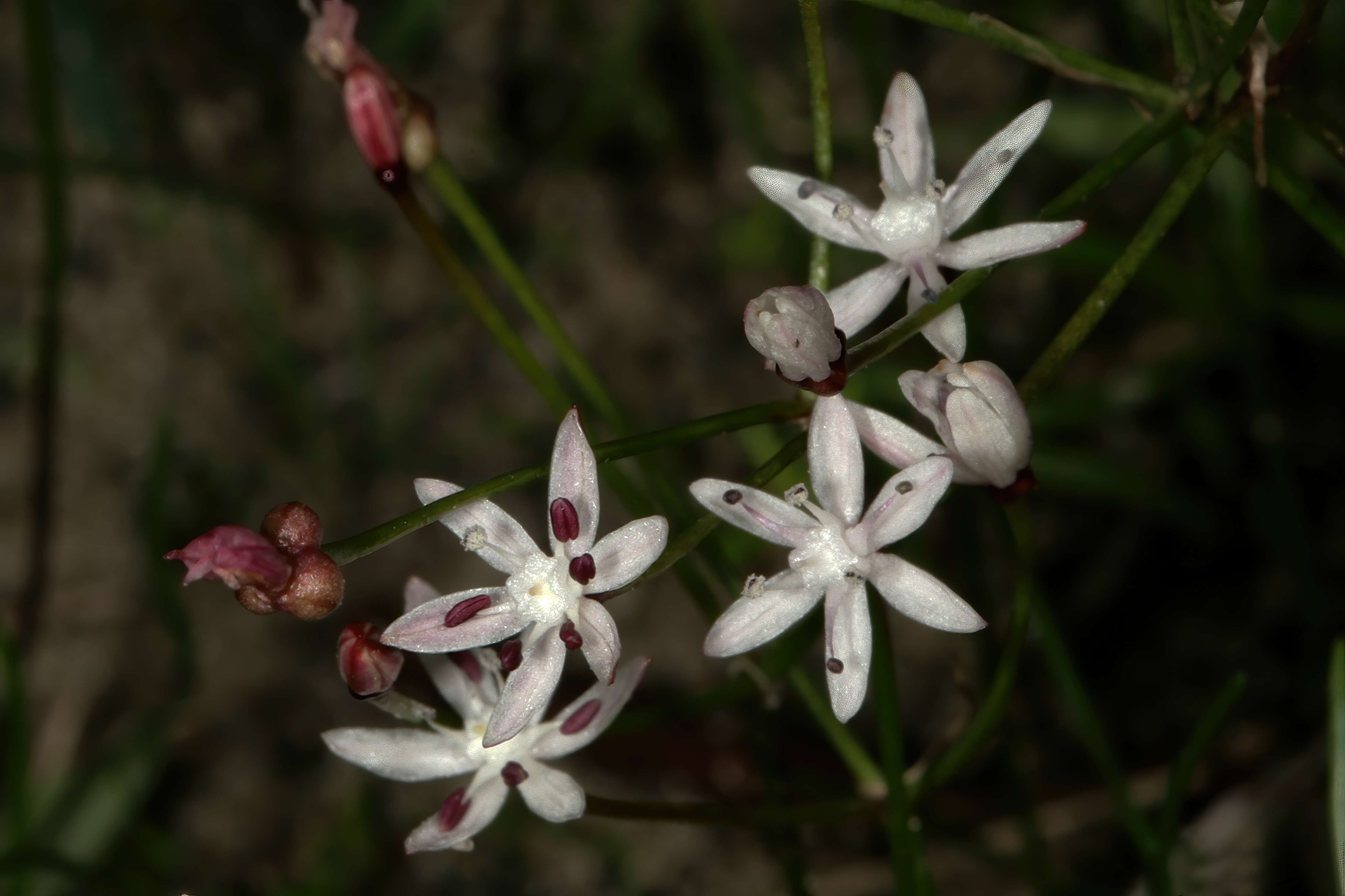 Image of Strumaria tenella (L. fil.) Snijman