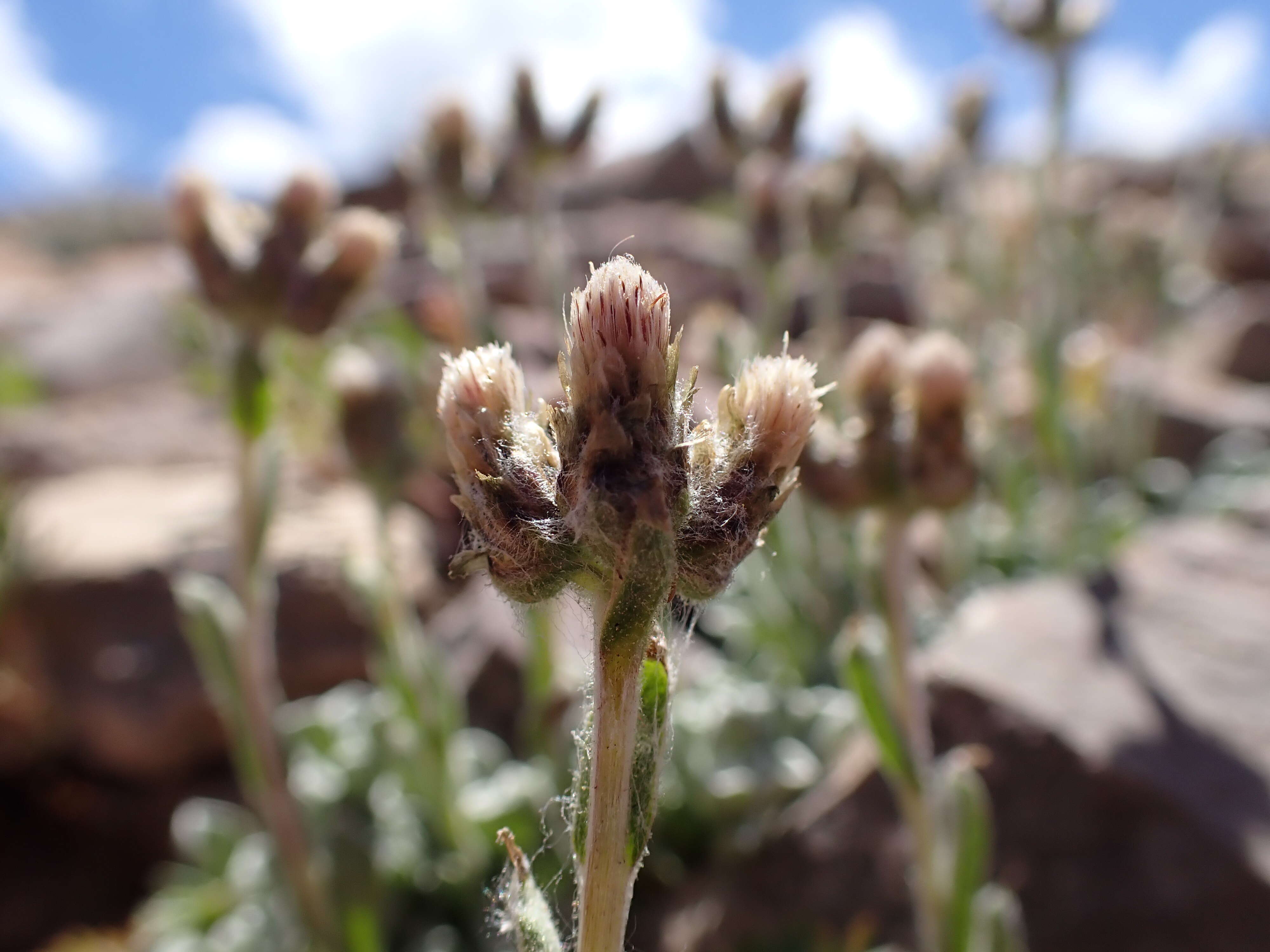 Imagem de Antennaria aromatica E. F. Evert