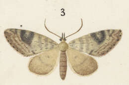 Image of Tatosoma transitaria Walker 1862