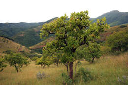 Image of Broad-leave beech