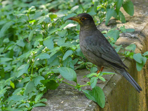 Image of Indian Blackbird