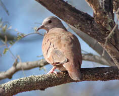 Image of Ruddy Ground Dove