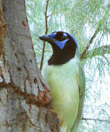 Image of Green Jay