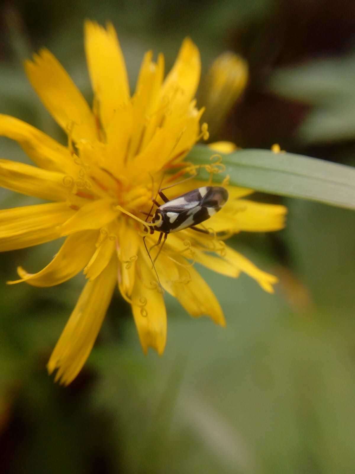 Image of Grypocoris sexguttatus (Fabricius 1777)