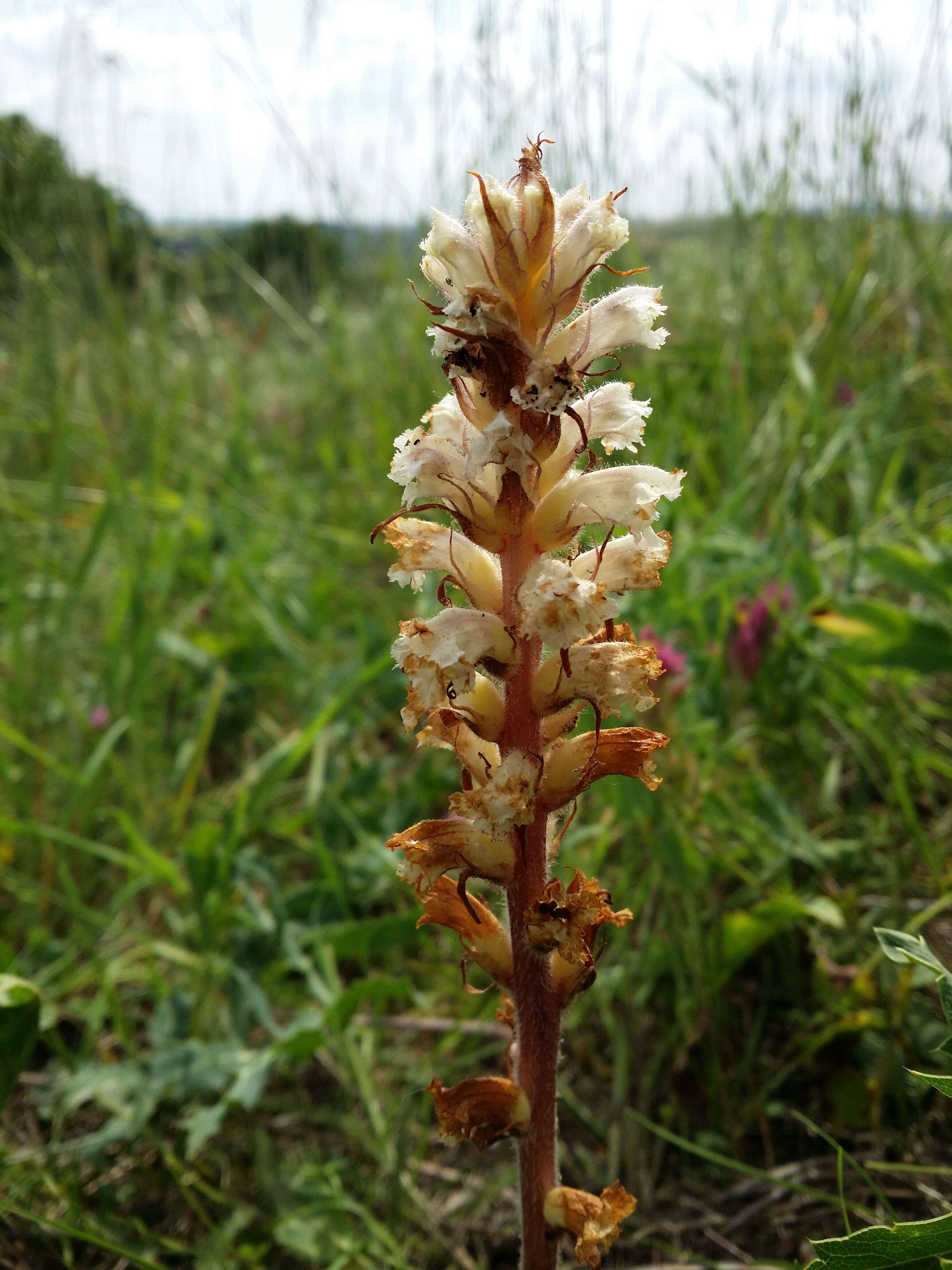 Image of oxtongue broomrape