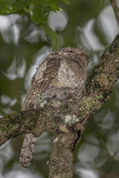 Image of Ceylon Frogmouth