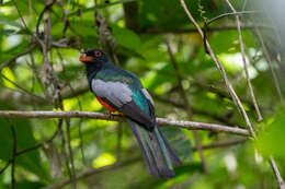 Imagem de Trogon massena Gould 1838