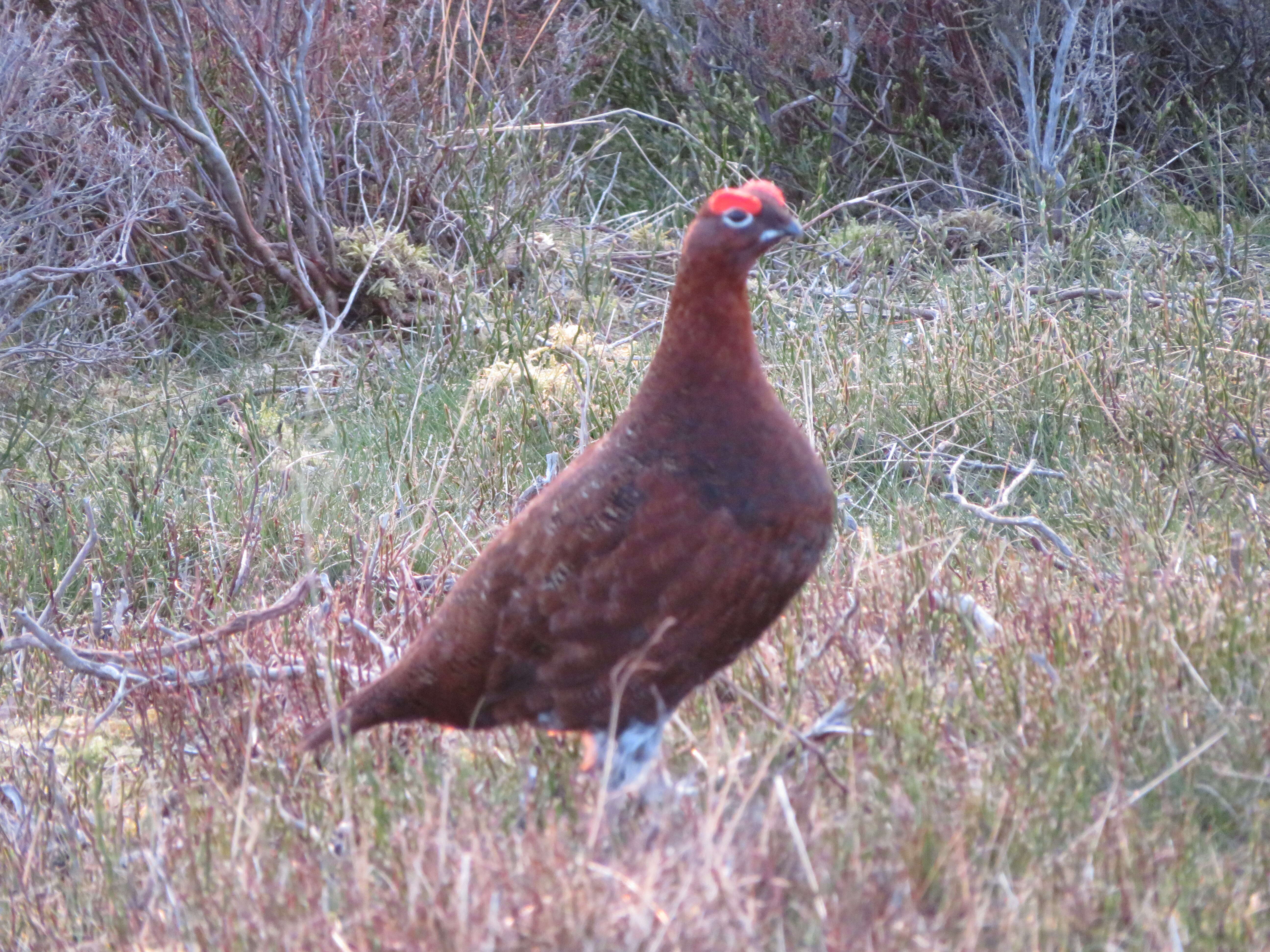 Image of Red Grouse