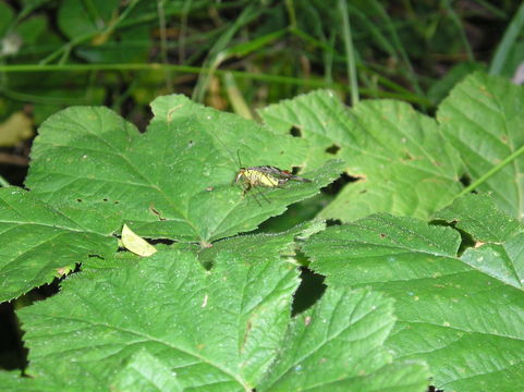 18.https www inaturalist org photos 3259471.580x360