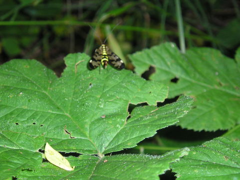 18.https www inaturalist org photos 3259472.580x360