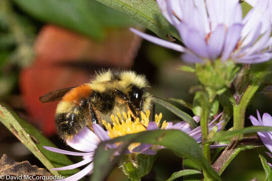 Image of New York aster