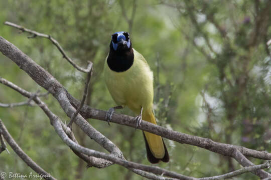 Image of Green Jay