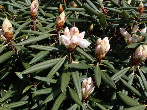 Image of Rhododendron hyperythrum Hayata