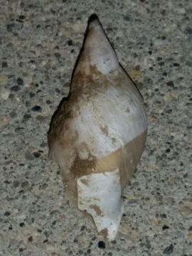 Image of Great Pond Snail