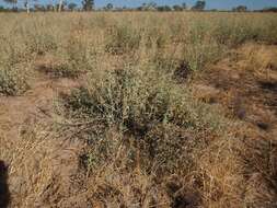 Image of Golden Goosefoot