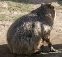 Image of Capybaras