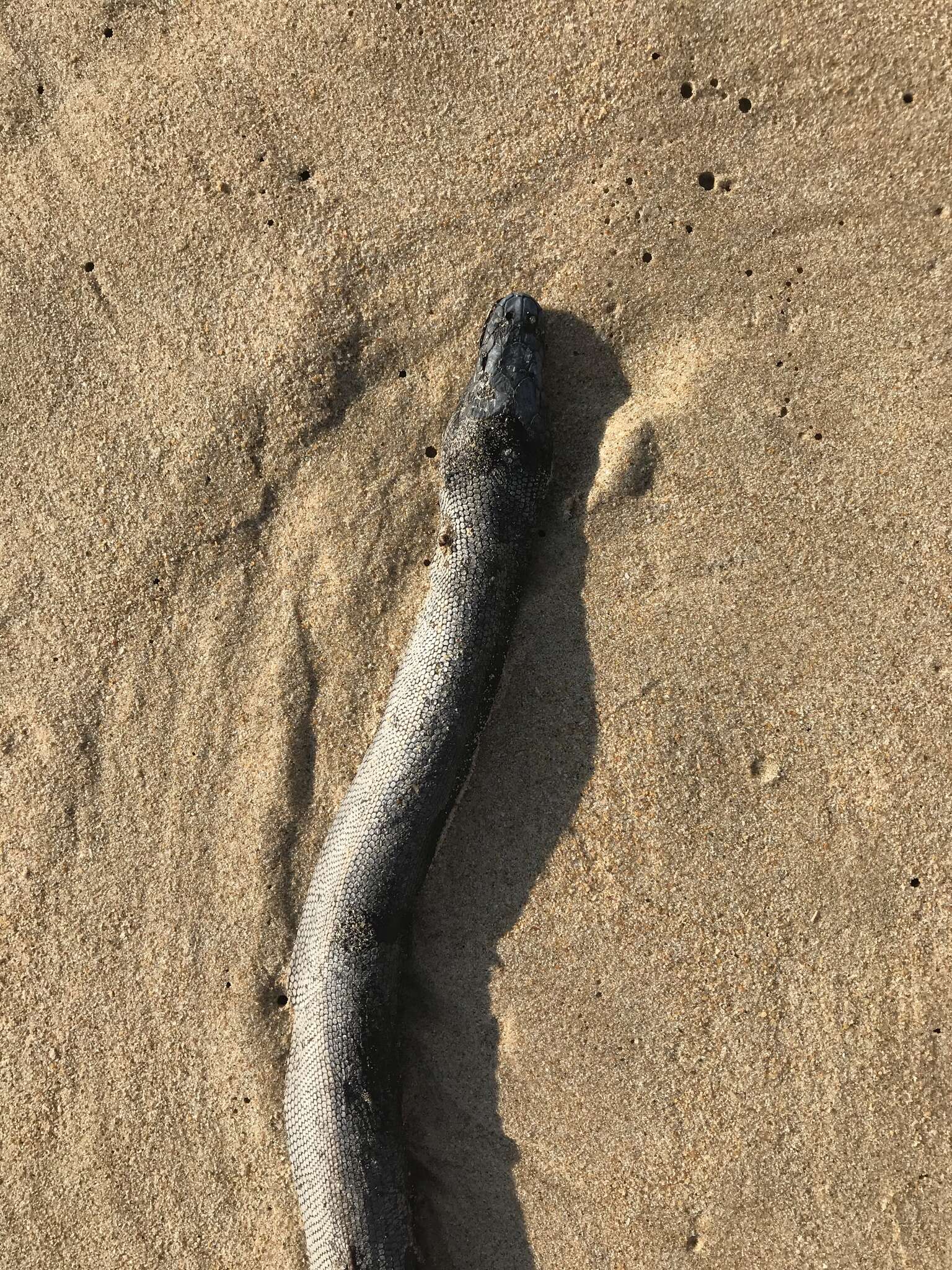 Image of Yellow-bellied sea snake