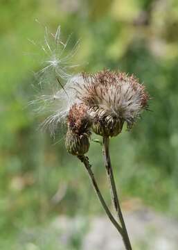 Слика од Cirsium helenioides (L.) Hill