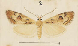 Image of Atomotricha prospiciens Meyrick 1924