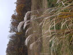 Слика од Miscanthus sacchariflorus (Maxim.) Benth. & Hook. fil. ex Franch.