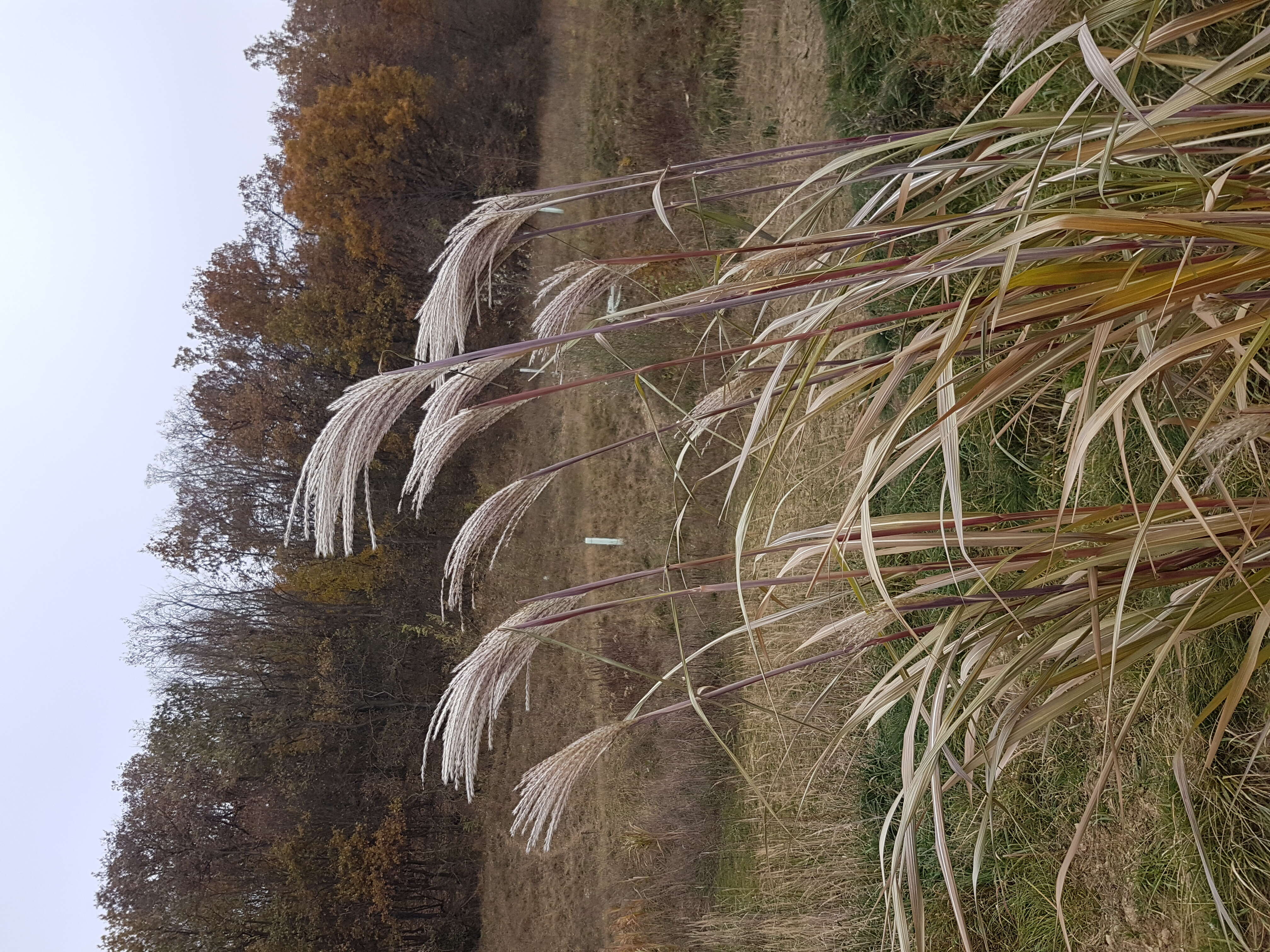 Слика од Miscanthus sacchariflorus (Maxim.) Benth. & Hook. fil. ex Franch.