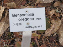 Image of Oregon bensoniella