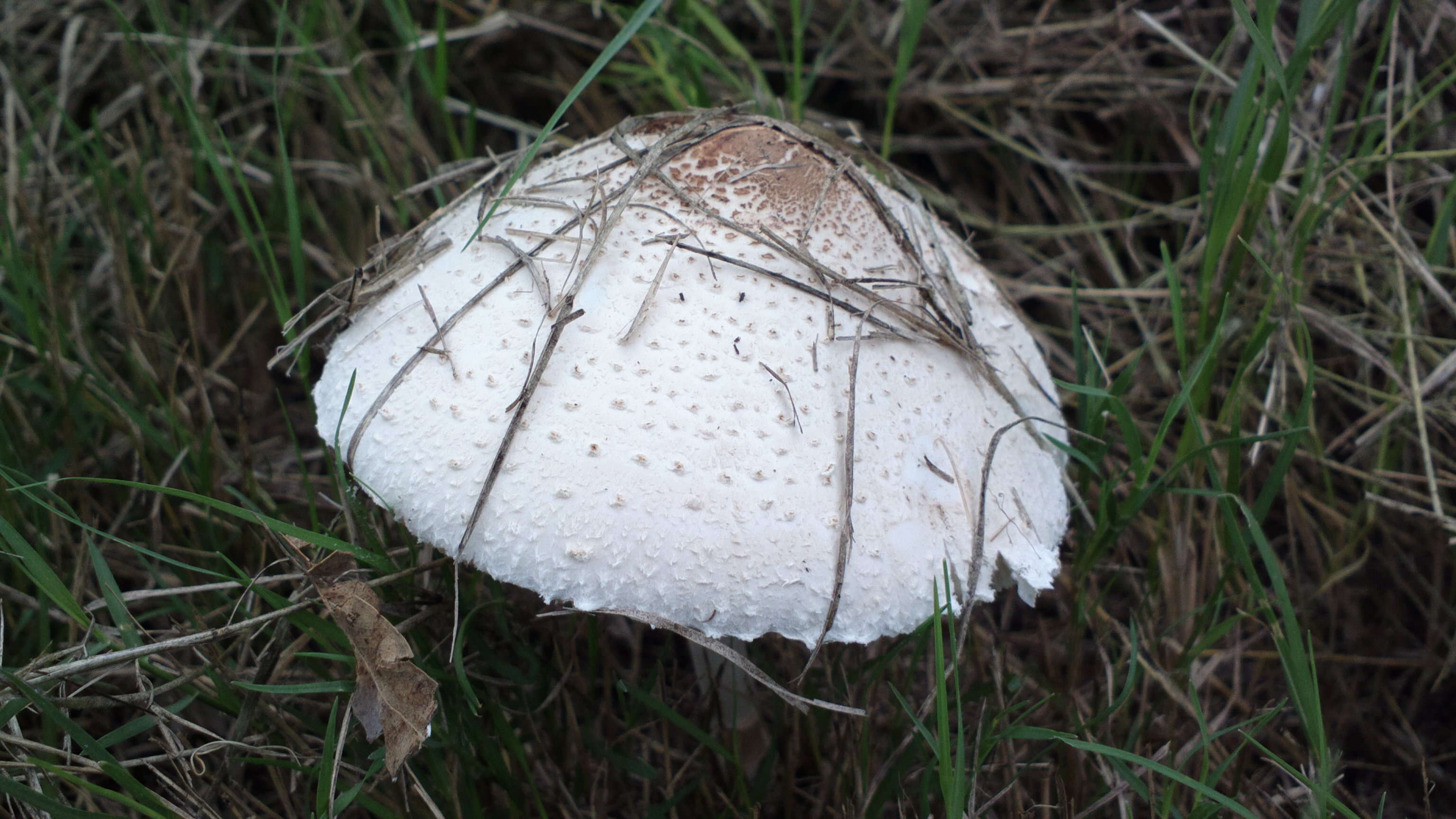 Слика од Macrolepiota zeyheri Heinem. 1962