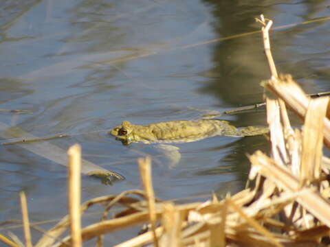 Image of Asiatic Toad