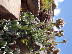 Imagem de Antennaria aromatica E. F. Evert