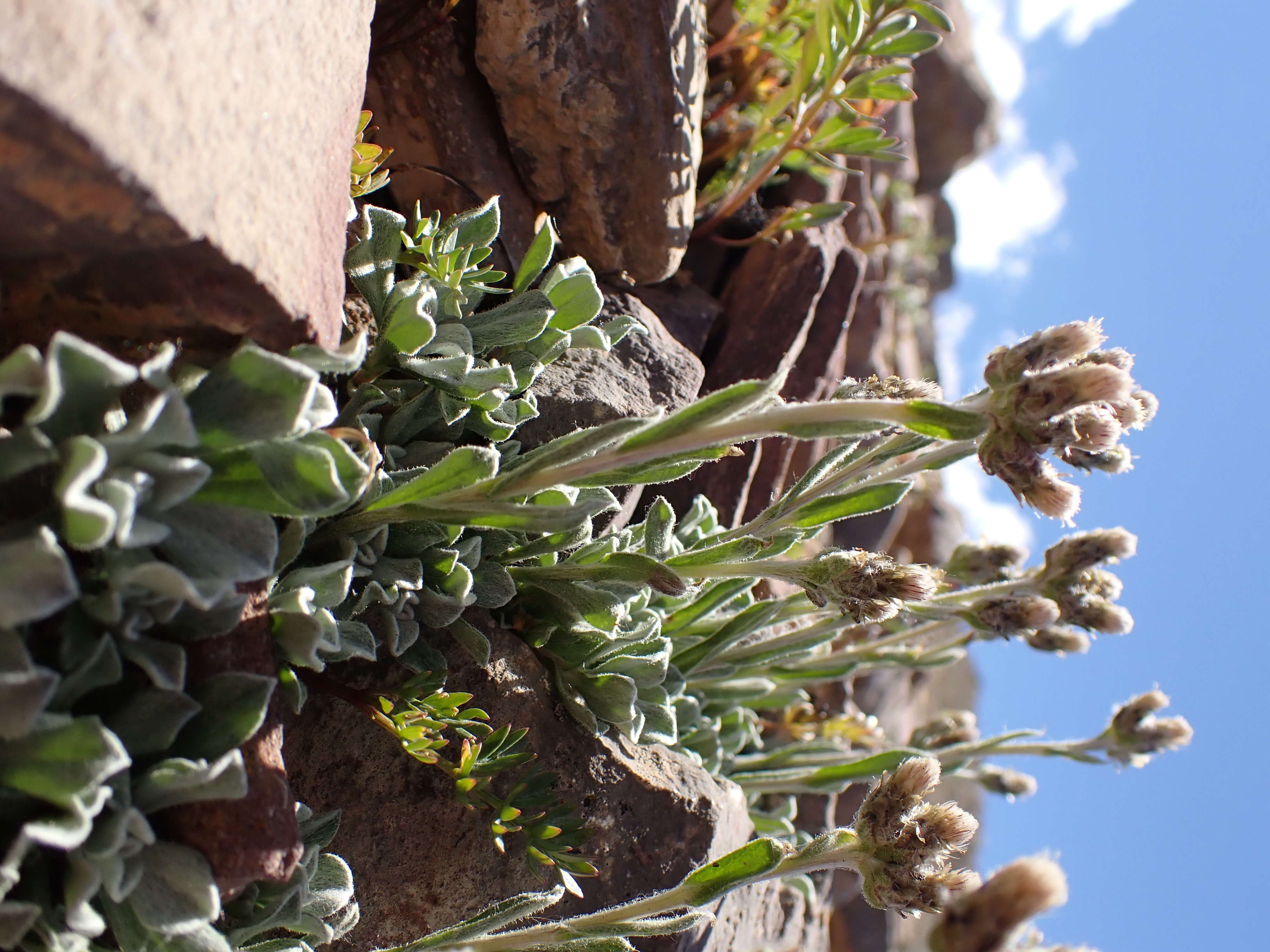 Imagem de Antennaria aromatica E. F. Evert